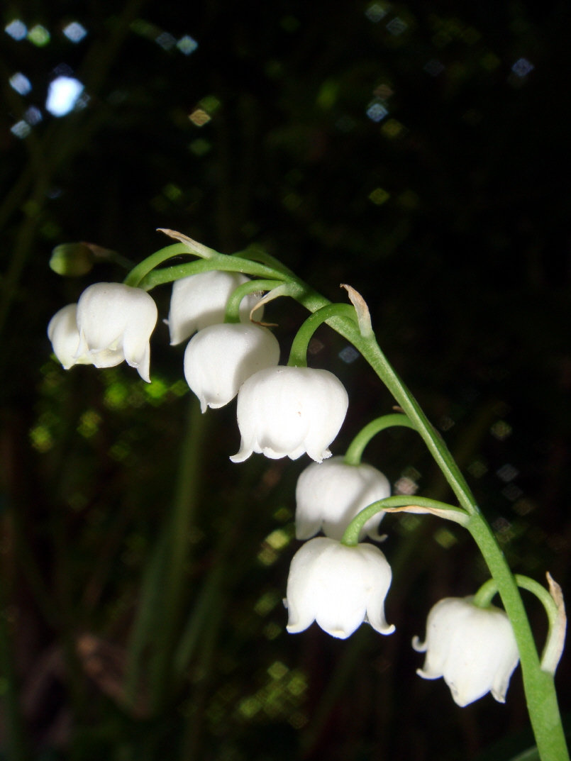 Mai 2011